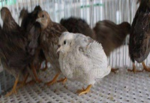 芦丁鸡寿命是多长时间 芦丁鸡生活在哪里