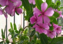 四季春花怎么养