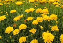 金鸡菊有毒吗？