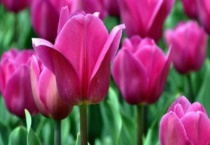 郁金香的品种名字有哪些？