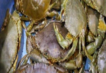 菜鲟和海蟹有何区别？ 附养殖设施简介