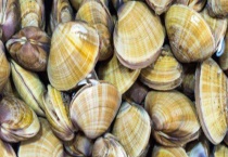 黄蚬子和花蛤有什么不同 从形状、颜色、产地等方面来区分