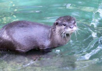 水濑能家养吗？