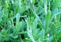 软萩是什么植物