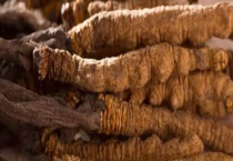 虫草可不可以生吃 虫草有哪些吃法