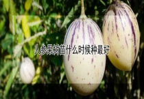人参果树苗什么时候种最好