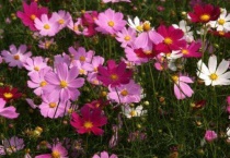 秋英和波斯菊的区别？