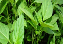 辣椒苗不长是什么原因？