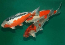 怎样区分锦鲤和草鲤 两者能混养吗？