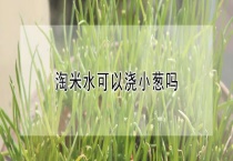 淘米水可以浇小葱吗？