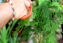 文竹怎么繁殖最好？附生长习性