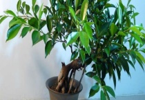 虎皮榕修剪多久？