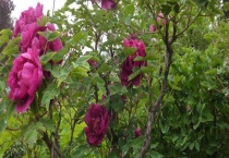 牡丹树一般能活多少年 价格是多少 附牡丹养殖技巧