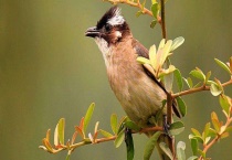 白头翁吃什么？它是益鸟吗？