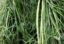 舒筋草伸筋草的区别？ 舒筋草的作用