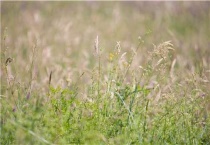 高产牧草品种有哪些？
