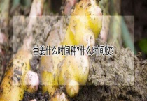 生姜什么时间种？什么时间收？