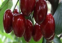 俄罗斯八号需要多久结果 附种植注意事项