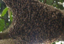 蜜蜂秋繁技术及注意事项 秋季降温越早蜜蜂秋繁越早