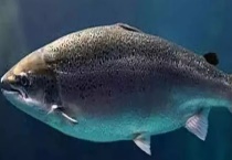 大马哈鱼可不可以生吃 大马哈鱼是三文鱼吗？