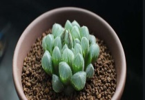 玉露怎么闷养 玉露闷养注意事项