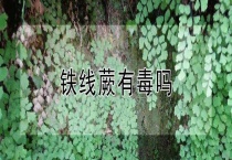 铁线蕨有毒吗？