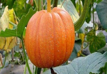 窝瓜和南瓜的区别？ 南瓜为什么叫南瓜