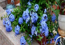 蓝雪花需要搭架子吗？