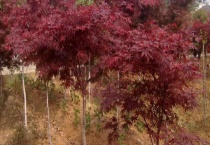 红叶李是常绿还是落叶乔木 红叶李的果子可以吃吗？