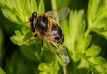 最牛诱蜂的诀窍及注意事项 主要有以下几方面