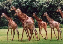 什么是非洲草原鹿