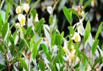 茶叶病虫害及防冶多久？