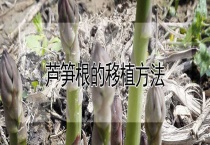 芦笋根的移植多久？
