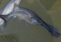 鸭嘴鱼多少钱一斤 附生活习性和营养价值