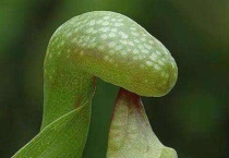 哪些植物也是吃肉的