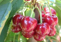 大樱桃掐尖多久？