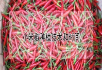 小米椒种植技术和时间