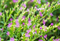 满天星有花苞不开花是为什么？