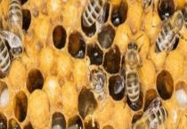 中蜂巢虫病的防治技术 主要有三方面