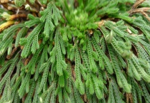 翠云草和卷柏有什么不同 翠云草病害有什么防治多久？