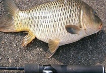 野钓大鲤鱼最简单的方法 附野钓鲤鱼技巧与要点