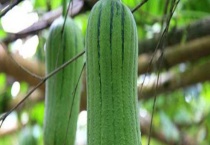 丝瓜老了还能继续食用吗 老丝瓜的常用配方有哪些？