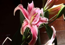 香水百合产地在哪里 附生长环境和价值功效