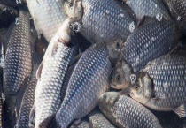 春季钓鲫鱼用什么方法最好？如何掌握提竿技巧