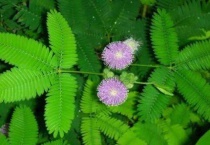 含羞草晚上几点闭合