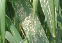 小麦白粉病的危害症状 小麦白粉病如何防治