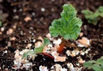 鸡蛋壳不适合什么花