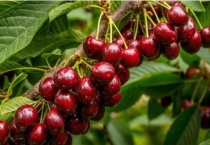 车厘子零下会不会冻伤