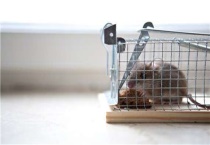 老鼠是无性繁殖吗？