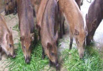 野猪养殖的市场前景及经济价值 野猪有药用价值吗？